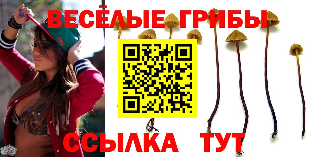 Гусиноозёрск  Галлюциногенные грибы Psilocybine cubensis  Вход с VPN 